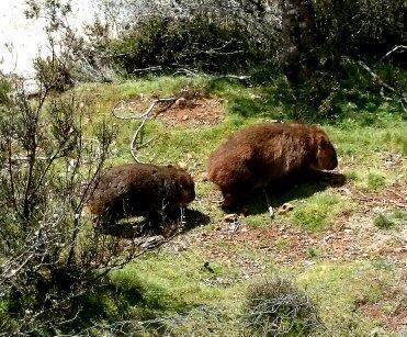 Wombat Cabin Moina Exterior foto